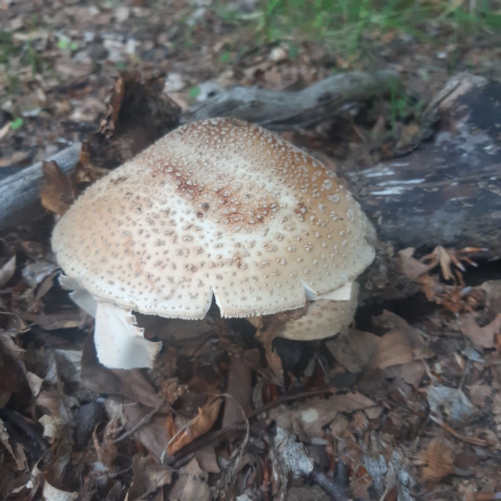 Funghi in faggeta: Amanita pantherina ?